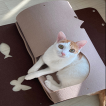 슬로우캣 고양이 캣터널 숨숨집 꿀잠터널 아이보리 + 브라운 1세트