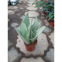 산세베리아 문샤인3촉/은은한 에메랄드빛
