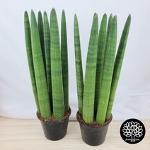 플라워앤곰_1+1_스투키 45cm_7촉_통통한스투키