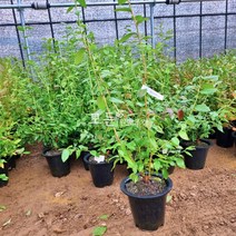 [모든원예조경] 블루베리나무 4년생 (블루레이) 화분묘 블루베리모종 묘목 결실주 키우기쉬운나무 과일나무