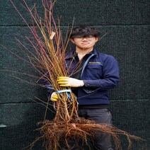 개복숭아나무 개복숭아묘목 약용수 유실수 과실수, 개복숭아나무(최소주문수량 5주)