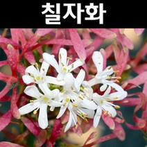 칠자화 나무 묘목 키1m 다간형 1개/정원/공원/조경수