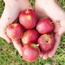 영천미니사과 특2kg, 상세페이지 참조