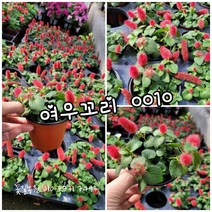 여우꼬리 소 0010특 신상품 랜덤 공기정화식물/미세먼지/공기정화효과 공기정화식물