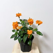크로산드라 주황색꽃 나만의화원