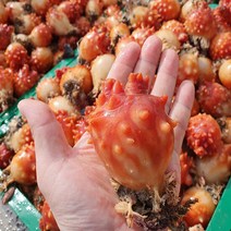 2023년 제철 통영 손질(깐) 활 멍게 800g, 단품