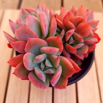 러우철화 키우기 쉬운 예쁜 다육식물 랜덤4-40, 단품