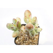 [호피방울복랑금군생 0710] 홈가드닝 분재 선인장 키우기쉬운 아프리카 다육이 공기정화 특이한 귀여운 예쁜 희귀한 인테리어 생일 소형 작은 개업선물 리톱스 코노피튬 식물키우기