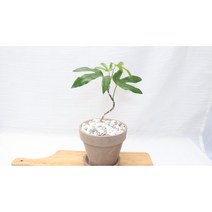 [골든플랜트]황칠나무 독일 이테리토분 완제품 황칠나무 소품 황칠나무키우기 인테리어식물 반려식물 공기정화식물