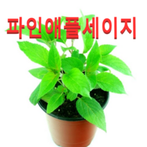 (성실농원A)파인애플세이지 화분(소)4개 허브식물