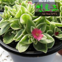 썬로즈(화만초) 지름 9cm 소품 다육화분, 4개