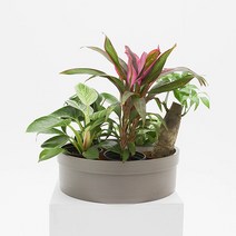 화담 플라스틱 낮은 화분 모둠플리츠화분, 모둠플리츠 브라운