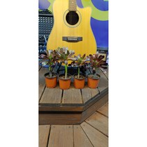 팅커벨 흑법사4개(셋트)15cm, 4개