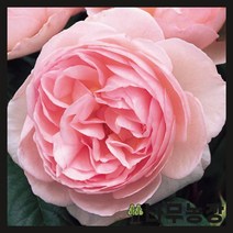 (나무농장) 영국장미 데이비드오스틴 (헤리티지) 땅+줄장미