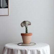 춘봉 선인장_이태리토분SET(3colors)/희귀선인장 유포비아 춘봉철화, 02-춘봉 선인장+그래피도토분(받침대 미포함)