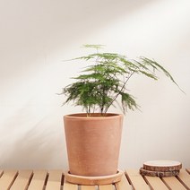 써니사이드플랜트 실내공기정화 식물 아스파라거스 나누스 토분 세트