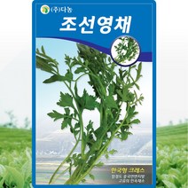 조선영채 씨앗 영채 나물 씨 종자 5g, 1개