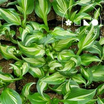 호스타 4치포트 모종 흰줄무늬 좀무늬 비비추 정원 조경, 3. 노랑무늬비비추