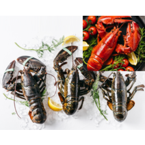 황금나무마켓 냉동랍스터 450g 자숙랍스터 크레이피쉬 가재, 650g