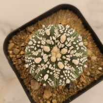 [메카다육]34-0804 슈퍼투구(실생 선인장)화분포함 다육식물 다육금 다육철화 두들레야 아프리카식물 코노피튬 하월시아 수입다육이 국민이