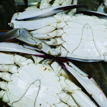 [산지직송] 100%제철 가을활꽃게 최상급 숫꽃게, 2kg(8~12미), 제철 숫꽃게