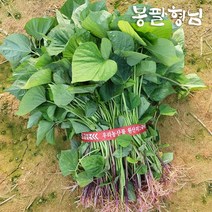 [꿀 호박 자색 밤]해남 고구마모종 1kg, 밤모종, 05/08출고(05/09도착)