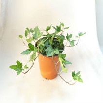 아이비 [1화분] 반수생 식물