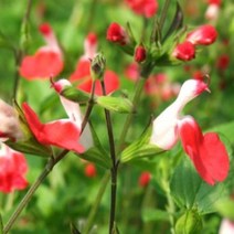 모종/허브 핫립세이지 : 화분지름9cm포트/3개 KM362