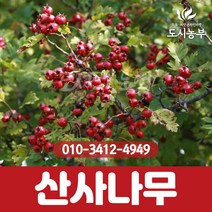 [충북농원] 회양목 회양나무 - H0.3xW0.3분, 단품