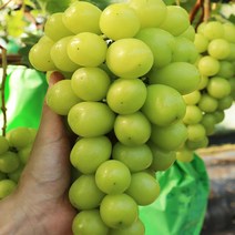 천안 프리미엄 샤인머스켓 특상품 2kg 망고포도 청포도