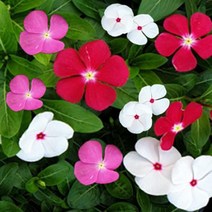 모종/ 일일초(10cm포트) 색상랜덤 4개 NA043