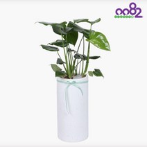 [0082플라워] P222 몬스테라 서울 경기 배송상품