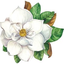 Hester & Cook식탁용 꽃 종이 플레이스 매트 - 봄 여름 시즌용 원형 목련 일회용 패드 당 12장 미국산, Magnolia