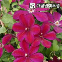 크레마티스 클레마티스 큰꽃으아리 개화주 가림원예조경, 웨스터플래트 사각화분지주
