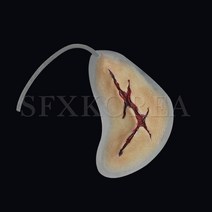 SFX.자가점착 외상피부 병원 경찰 군부대 응급처치 훈련교재 상처치료훈련 시뮬레이션 연습키트, 15.SFX.외상피부_창상(커브형, 중)