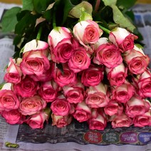 살루미아 장미꽃 (1단10송이)생화택배 (고속터미널꽃시장 직배송) 꽃예꽃, 며칠 기다렸다가 꽃 입고 되는대로 발송, 최소3일전 미리 구매시 날짜지정가능