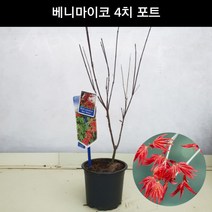 단풍나무 베니마이코 4치포트 조경수 관상수 정원수 공원수 묘목 화분, 1개