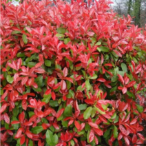 [농업의 신]홍가시나무 레드로빈 생울타리 정원수 조경수 월동가능 3치포트묘