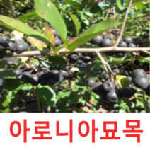 (성실G)블렉초크베리(아로니아)묘목(실생1년) 20그루