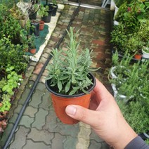 잉글리쉬라벤다 소품 라벤더 허브 10~25cm 23