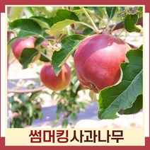 사과나무 묘목 썸머킹 R3~4cm 결실주(분) 1개