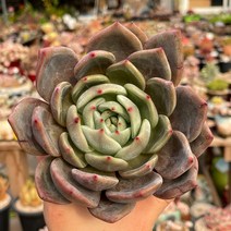 백야 다육식물 용인수다육 묵은둥이