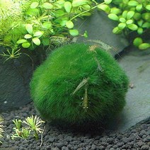 모스볼 (4~7cm) - (마리모 어항수초), 1개