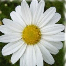 포천매화동농장 사계절 꽃씨앗 야생화 씨앗모음, 04. 구절초 (1000립)
