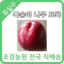 대한조경농원 복숭아 나무 묘목 (1년생 5주묶음)[장호원황도 엘바토 천중도 경봉(오도로끼) 신선 신비 후레부탄 선프레이 천홍 레드골드 환타지아 오월도 슈퍼골드 신품종 설홍 수미 유미 스위트퀸 엘로드림], 신비 5그루