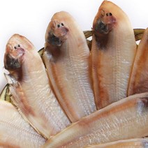 서대(박대)반건조 왕특대(38cm이상) 5마리 중량 1 600g이상 군산성진수산, 38cm x 5미, 1박스