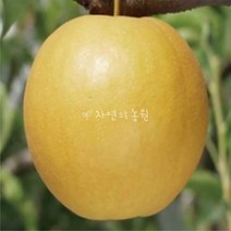 자연농원 배나무 신고배 화산배 묘목 최소구매2주, 신고배접목 1년 특묘