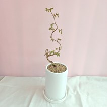 분재 식물 소사 - 개업 승진 자취 이사 생일선물