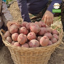 창원 모래밭에서 키워낸 붉은 햇 홍감자(중) 5kg 빨간감자, 단품