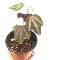 더라라플랜트 오리발시계초